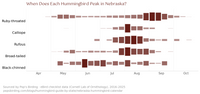 When Does Each Hummingbird Peak in Nebraska? — ridgeline chart comparing Ruby-throated, Calliope, Rufous, Broad-tailed, and Black-chinned Hummingbirds, each scaled to its own peak week, showing how their individual timing differs across the summer season. hummingbird timing chart
