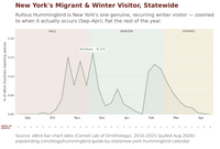 New York hummingbird timing chart