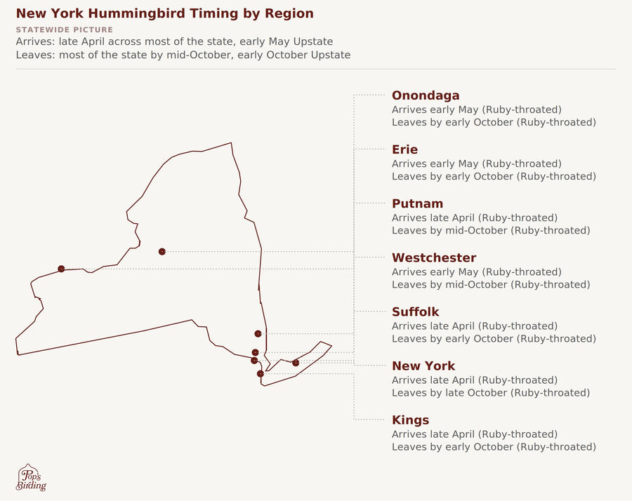New York hummingbird timing chart