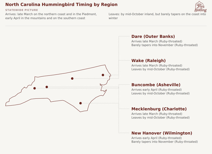 Map of North Carolina showing hummingbird arrival and departure timing by region: Outer Banks and Piedmont counties arrive late March, Asheville and Wilmington arrive early April, and coastal counties taper slowly into November while inland counties leave by mid-October hummingbird timing chart