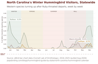 A bar chart titled 'North Carolina's Winter Hummingbird Visitors, Statewide' showing seasonal trends in bird checklist reporting species from January to December. The chart includes winter, spring, summer, and fall periods with labels for Rufous, Black-chinned, and Calliope hummingbirds, plus a source credit at the bottom. hummingbird timing chart