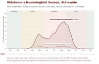 Line chart of Oklahoma's hummingbird season statewide, showing the share of eBird checklists reporting each species across the year. Ruby-throated Hummingbird climbs through April and May, dips in June, then peaks at 31% of checklists in late August before falling away through October. Black-chinned Hummingbird runs far lower statewide at about 2%, but holds a steady presence from early April into late September. hummingbird timing chart