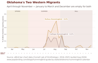 Line chart of Oklahoma's two western migrant hummingbirds, April through November. Rufous and Calliope Hummingbirds both move through in the same tight late-July to August window, Rufous peaking near 0.4% of eBird checklists in late August and Calliope near 0.2%. Both are largely gone by mid-September, apart from a thin Rufous tail into October and November. hummingbird timing chart