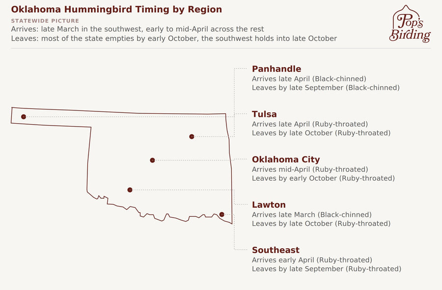 Map showing when hummingbirds arrive and leave in each Oklahoma region — the Panhandle, Tulsa, Oklahoma City, Lawton, and the Southeast. Lawton has the longest season in the state, with Black-chinned Hummingbird arriving in late March and Ruby-throated staying into late October. The Panhandle has the shortest, and is the one region where Black-chinned, not Ruby-throated, drives both ends of the season. hummingbird timing chart