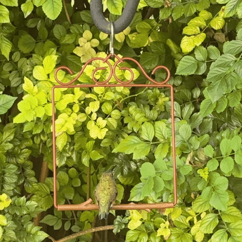 A hummingbird perched on the Redwood Original Series swing, hanging among green leaves