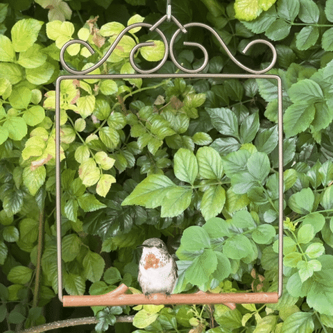 A hummingbird perched on the Bronze Original Series swing, hanging among green leaves
