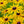 Load image into Gallery viewer, Pop&#39;s Hummingbird &amp; Butterfly Wildflower Seed Mix (Sold by Case)
