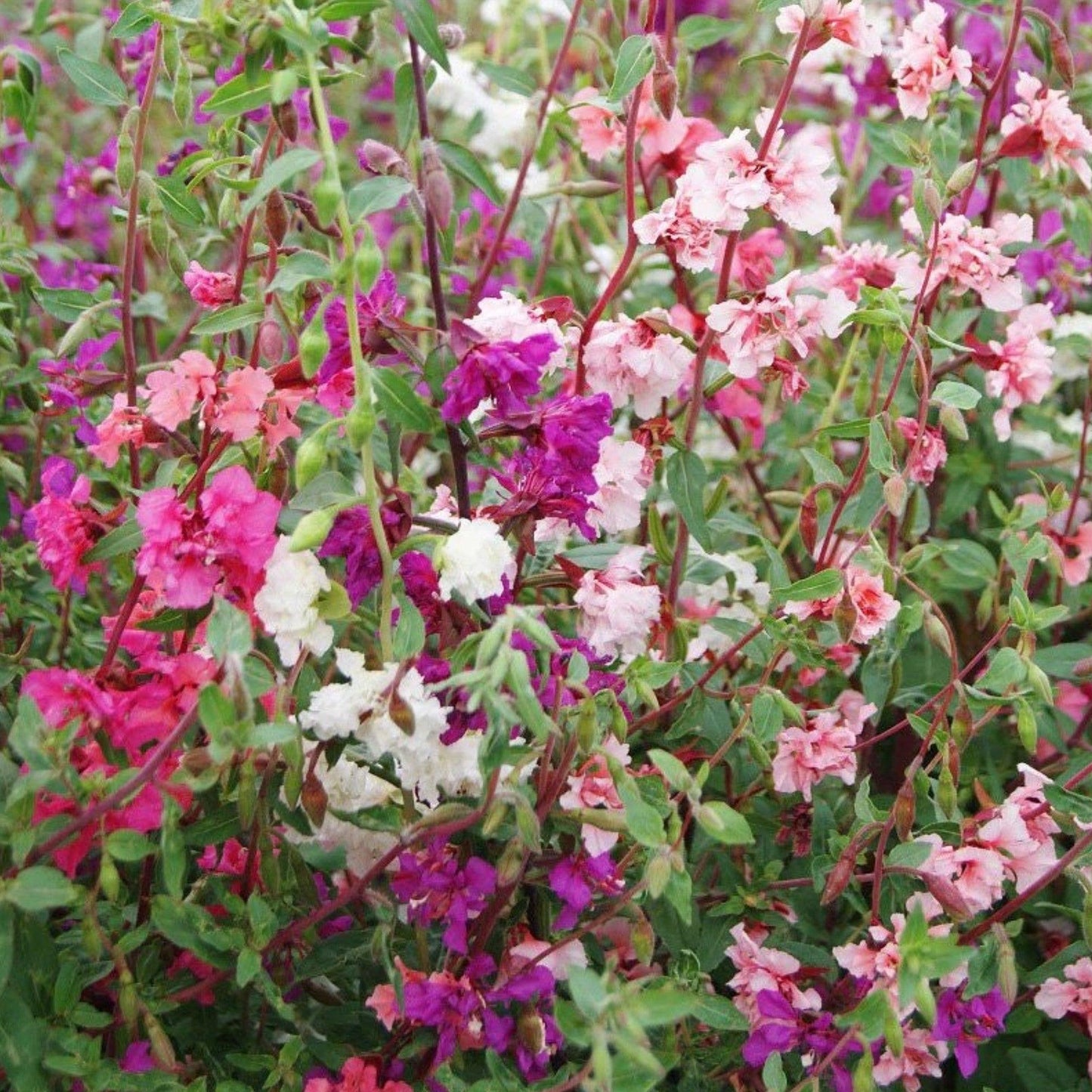 Pop's Hummingbird & Butterfly Wildflower Seed Mix (Sold by Case)