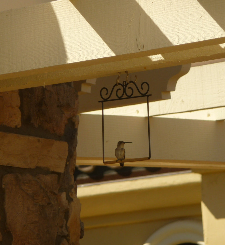 A hummingbird perched on one of Pop's first hummingbird swing prototypes, hanging from a patio beam