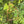 Video: a hummingbird lands on the red bird-shaped Craft Series swing among green leaves