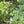 Video: a hummingbird perched on the Bronze Original Series swing among green leaves