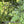 Video: a hummingbird on the Onyx Original Series swing, hanging among green leaves