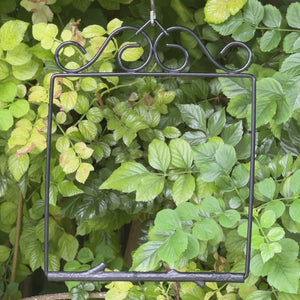 Video: a hummingbird on the Onyx Original Series swing, hanging among green leaves