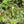Video: Copper Series swing with brown Bark perch and heart charm in a leafy garden