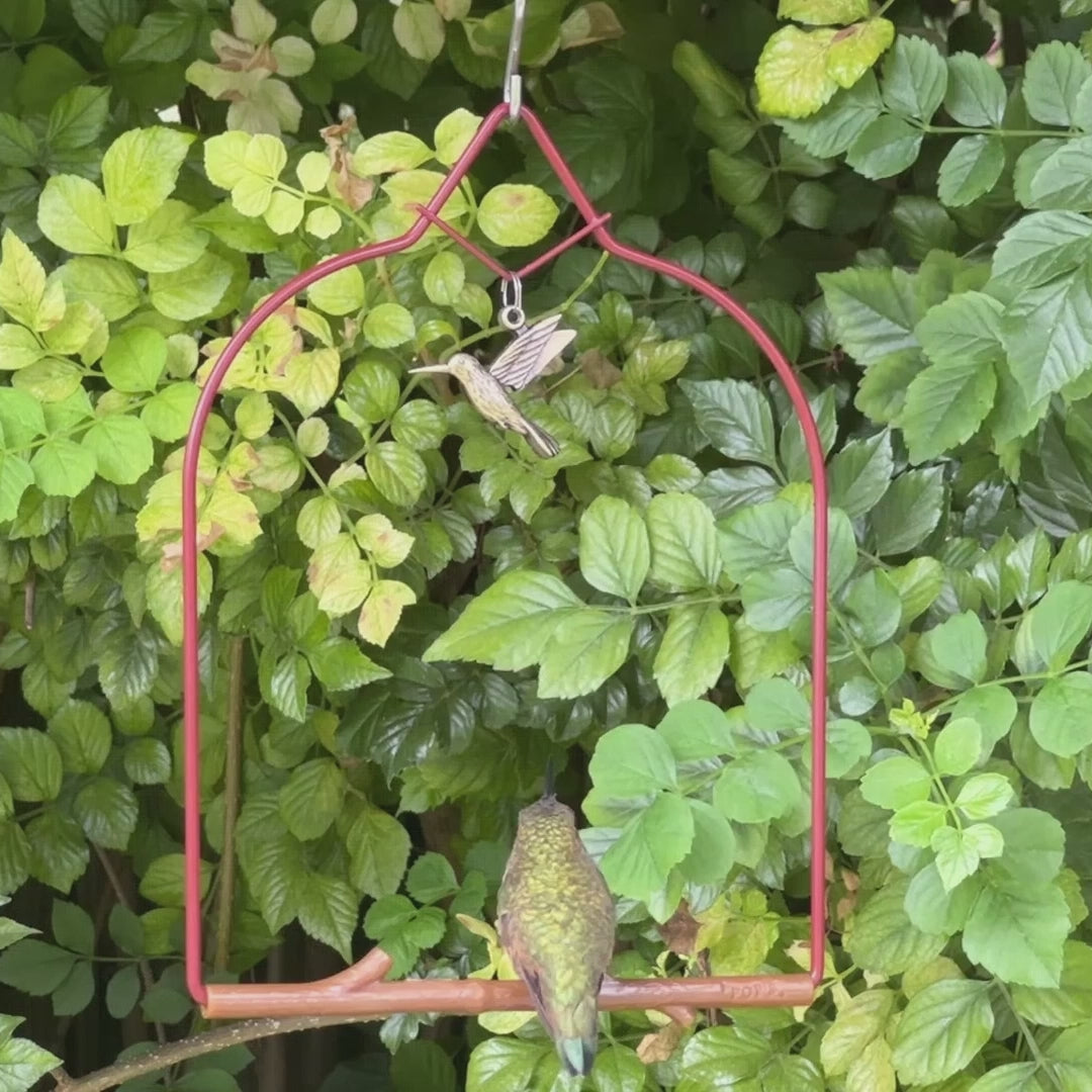 Video: a hummingbird perched on the Redwood Charm Series swing with bird charm, hanging among green leaves