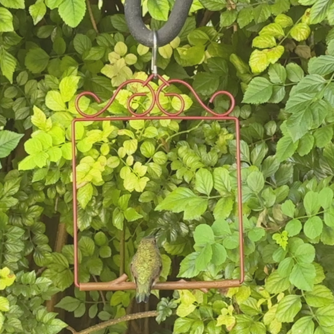 Video: a hummingbird perched on the Redwood Original Series swing among green leaves