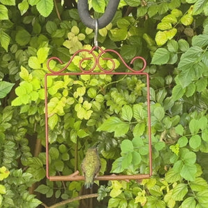 Video: a hummingbird perched on the Redwood Original Series swing among green leaves