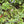Video: Copper Series swing with black Rustic perch and heart charm among garden leaves