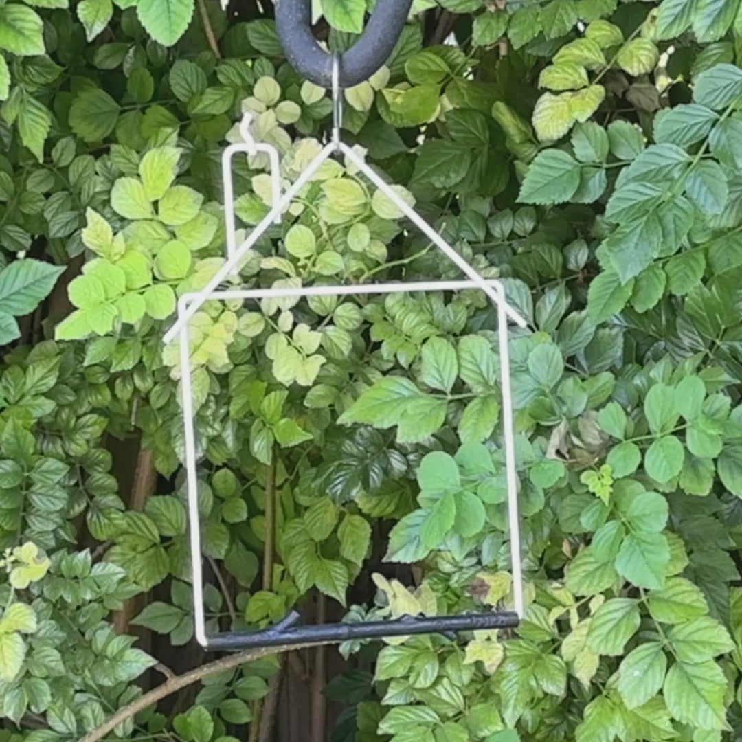 Video: a hummingbird perched on the white Craft Series house swing among green leaves
