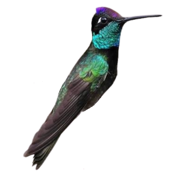 Rivoli's Hummingbird