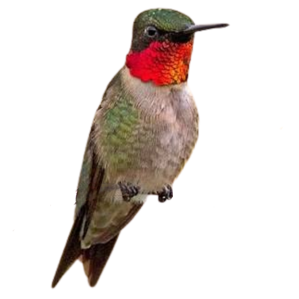 Ruby-throated Hummingbird