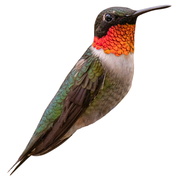 Ruby-throated Hummingbird