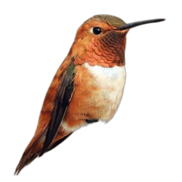 Rufous Hummingbird