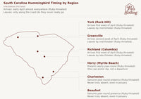 Map showing when hummingbirds arrive and leave in each South Carolina region — York (Rock Hill), Greenville, Richland (Columbia), Horry (Myrtle Beach), Charleston, and Beaufort. Ruby-throated Hummingbird's status splits cleanly by geography: the three coastal counties show a genuine year-round presence that never truly disappears, even in winter, while the three inland counties show a real, sustained absence each winter — a true migrant pattern, arriving in April and gone by fall. hummingbird timing chart