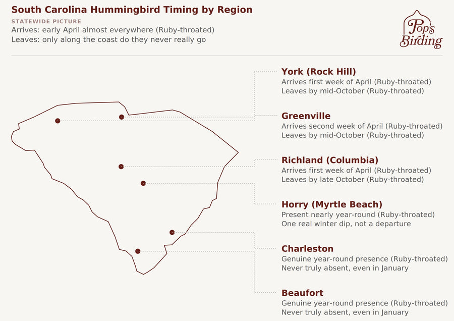 Map showing when hummingbirds arrive and leave in each South Carolina region — York (Rock Hill), Greenville, Richland (Columbia), Horry (Myrtle Beach), Charleston, and Beaufort. Ruby-throated Hummingbird's status splits cleanly by geography: the three coastal counties show a genuine year-round presence that never truly disappears, even in winter, while the three inland counties show a real, sustained absence each winter — a true migrant pattern, arriving in April and gone by fall. hummingbird timing chart
