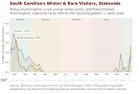 Chart showing South Carolina's two winter specialists on the same real scale: Rufous Hummingbird, a genuine annual winter visitor, and Black-chinned Hummingbird, a real rarity with its own documented recurring winter pattern — both peaking at 0.2% of checklists and tracking closely together from November through March. hummingbird timing chart