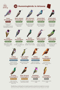 Arizona hummingbird timing chart