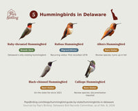 Species grid of the 5 hummingbirds documented in Delaware — Ruby-throated (breeds here), Rufous (fall and winter visitor), and three rare visitors: Allen's, Black-chinned, and Calliope — each shown with a photo and status label, by Pop's Birding. hummingbird timing chart