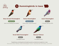 Grid of all 5 documented Iowa hummingbird species — Ruby-throated, Rufous, Anna's, Broad-billed, and Mexican Violetear — each labeled with its status in the state. hummingbird timing chart