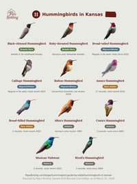 Grid of all 11 documented Kansas hummingbird species, each labeled by breeding, migrant/winter, rare, or historic status. hummingbird timing chart