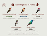 Grid of all 5 documented Maine hummingbird species — Ruby-throated, Rufous, Broad-tailed, Calliope, and Mexican Violetear — each labeled with its status in the state. hummingbird timing chart