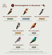 Species grid of all 7 hummingbirds documented in Maryland, each pictured and labeled by status: Ruby-throated (Breeds Here), Rufous (Migrant/Winter), Black-chinned and Calliope (Rare Visitor), and Allen's, Anna's and Mexican Violetear (Historic) — cross-checked against the Maryland/District of Columbia Records Committee's accepted records. hummingbird timing chart