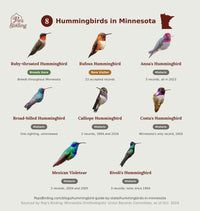 Species grid of all 8 hummingbirds documented in Minnesota, each pictured and labeled by status: Ruby-throated (Breeds Here), Rufous (Rare Visitor), and Anna's, Broad-billed, Calliope, Costa's, Mexican Violetear and Rivoli's (Historic) — cross-checked against the Minnesota Ornithologists' Union Records Committee's accepted records. hummingbird timing chart