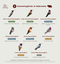Grid of all 8 documented Nebraska hummingbird species, each labeled by breeding, migrant/winter, rare, or historic status. hummingbird timing chart