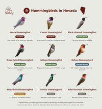 Grid of all 9 documented Nevada hummingbird species, each labeled by resident, breeding, migrant/winter, rare, or historic status. hummingbird timing chart