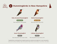Grid of New Hampshire's 4 documented hummingbird species — Ruby-throated, Rufous, Anna's, and Calliope — each labeled with its status in the state. hummingbird timing chart