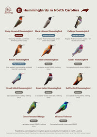All 11 types of hummingbirds in North Carolina, grouped by how common each is — from Ruby-throated Hummingbird down to the state's rare Mexican Violetear hummingbird timing chart