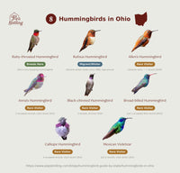 An educational infographic titled '8 Hummingbirds in Ohio' from Pop Birding, displaying illustrations of various hummingbird species with their population status and habitat details on a light beige background. hummingbird timing chart