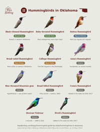 Species grid of the 11 hummingbirds documented in Oklahoma — Black-chinned and Ruby-throated (breeding), Rufous (fall migrant), Broad-tailed and Calliope (rare visitors), and six historic one-off records — each shown with a photo and status label, by Pop's Birding. hummingbird timing chart