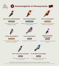All 8 types of hummingbirds in Pennsylvania, grouped by how common each is — from Ruby-throated Hummingbird down to the state's historic Bahama Woodstar and Broad-billed Hummingbirds hummingbird timing chart