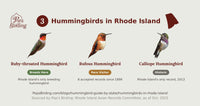 Grid of all 3 documented Rhode Island hummingbird species — Ruby-throated, Rufous, and Calliope — each labeled with its status in the state. hummingbird timing chart
