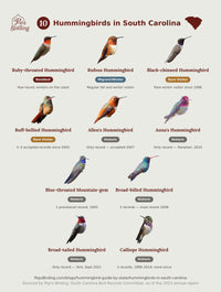 Species grid of the 10 hummingbirds documented in South Carolina — Ruby-throated (year-round), Rufous (fall and winter visitor), and eight rare visitors — each shown with a photo and status label, by Pop's Birding. hummingbird timing chart