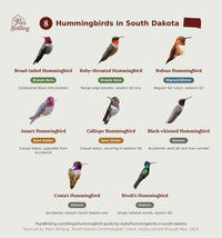 Grid of all 8 documented South Dakota hummingbird species, each labeled by breeding, migrant/winter, rare, or historic status. hummingbird timing chart