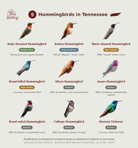 Grid of all 9 documented Tennessee hummingbird species, each labeled by breeding, migrant/winter, rare, or historic status. hummingbird timing chart
