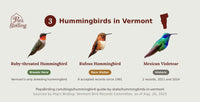 Grid of all 3 documented Vermont hummingbird species — Ruby-throated, Rufous, and Mexican Violetear — each labeled with its status in the state. hummingbird timing chart