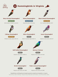 Species grid of all 10 hummingbirds documented in Virginia, each pictured and labeled by status: Ruby-throated (Breeds Here), Rufous (Migrant/Winter), Black-chinned and Calliope (Rare Visitor), and Allen's, Anna's, Buff-bellied, Mexican Violetear, Rivoli's and Violet-crowned (Historic) — cross-checked against the Virginia Avian Records Committee's accepted records. hummingbird timing chart